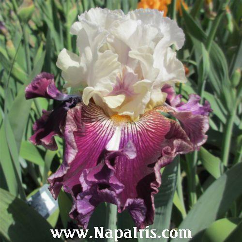 Photo of Tall Bearded Iris (Iris 'Air Hog') uploaded by Calif_Sue