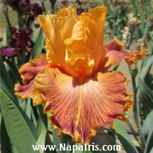 Photo of Tall Bearded Iris (Iris 'Bottle Rocket') uploaded by Calif_Sue