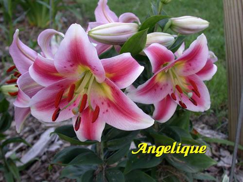 Photo of Lily (Lilium 'Angelique') uploaded by Calif_Sue