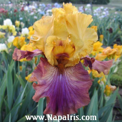 Photo of Tall Bearded Iris (Iris 'Class Clown') uploaded by Calif_Sue