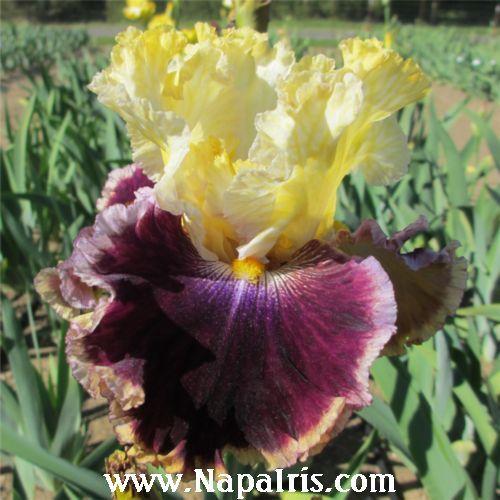 Photo of Tall Bearded Iris (Iris 'Battle of the Bands') uploaded by Calif_Sue