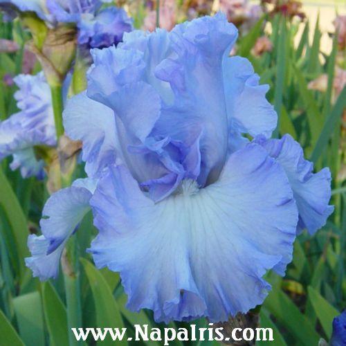 Photo of Tall Bearded Iris (Iris 'Double Bubble') uploaded by Calif_Sue