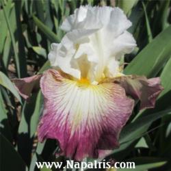 
Date: 2013-04-27
Photo courtesy of Napa Country Iris Garden