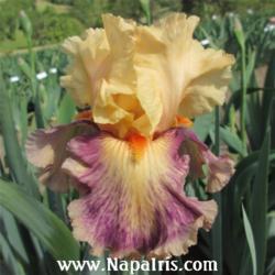 
Date: 2013-04-15
Photo courtesy of Napa Country Iris Garden
