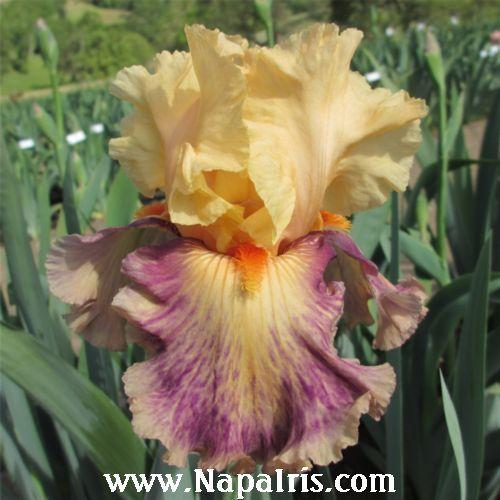 Photo of Tall Bearded Iris (Iris 'Exotic Notions') uploaded by Calif_Sue