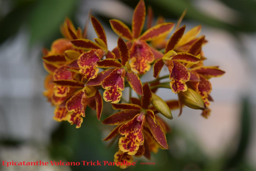 Photo of Orchid (Epicatanthe Volcano Trick 'Paradise') uploaded by Fred