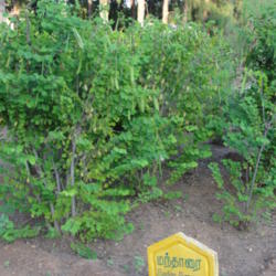 Location: A herbal Garden in Forest Extension Center, Sithar Koyil, Salem, Tamil Nadu, India.
Date: 2012-01-04
Photo courtesy of: Thamizhpparithi Maari