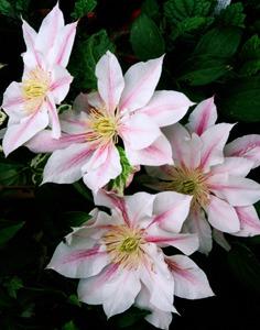Photo of Clematis 'Andromeda' uploaded by Calif_Sue