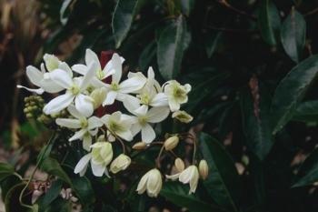Photo of Clematis (Clematis armandii) uploaded by Calif_Sue