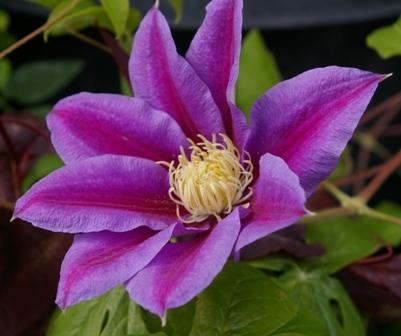 Photo of Clematis 'Barbara Jackman' uploaded by Calif_Sue