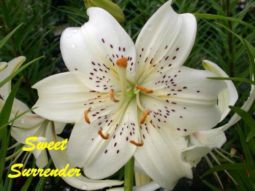 Photo of Lily (Lilium 'Sweet Surrender') uploaded by Calif_Sue