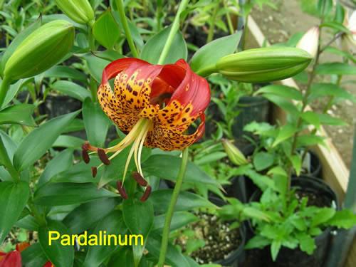 Photo of Leopard Lily (Lilium pardalinum) uploaded by Calif_Sue
