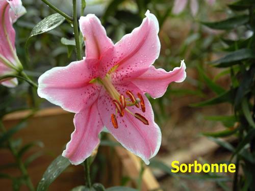 Photo of Lily (Lilium 'Sorbonne') uploaded by Calif_Sue