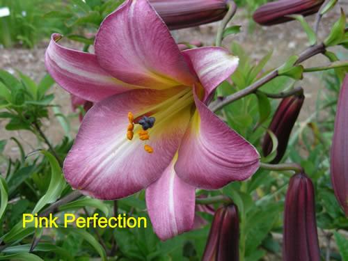 Photo of Lily (Lilium Pink Perfection) uploaded by Calif_Sue