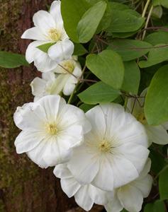 Photo of Clematis 'Guernsey Cream' uploaded by Calif_Sue