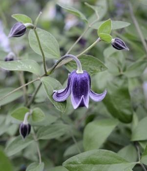 Photo of Clematis (Clematis integrifolia 'Fascination') uploaded by Calif_Sue