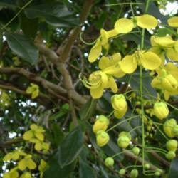 Location: Golden shower tree; close up. Tongatapu, Tonga.
Photo courtesy of: Tauʻolunga