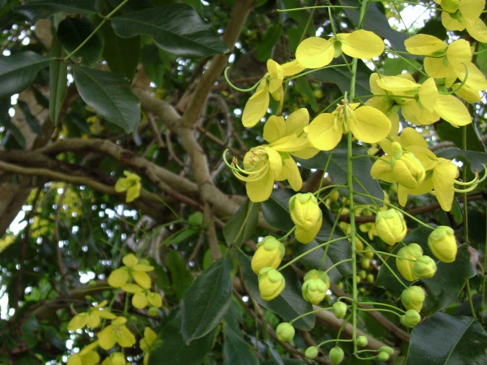 Photo of Golden Shower Tree (Cassia fistula) uploaded by admin