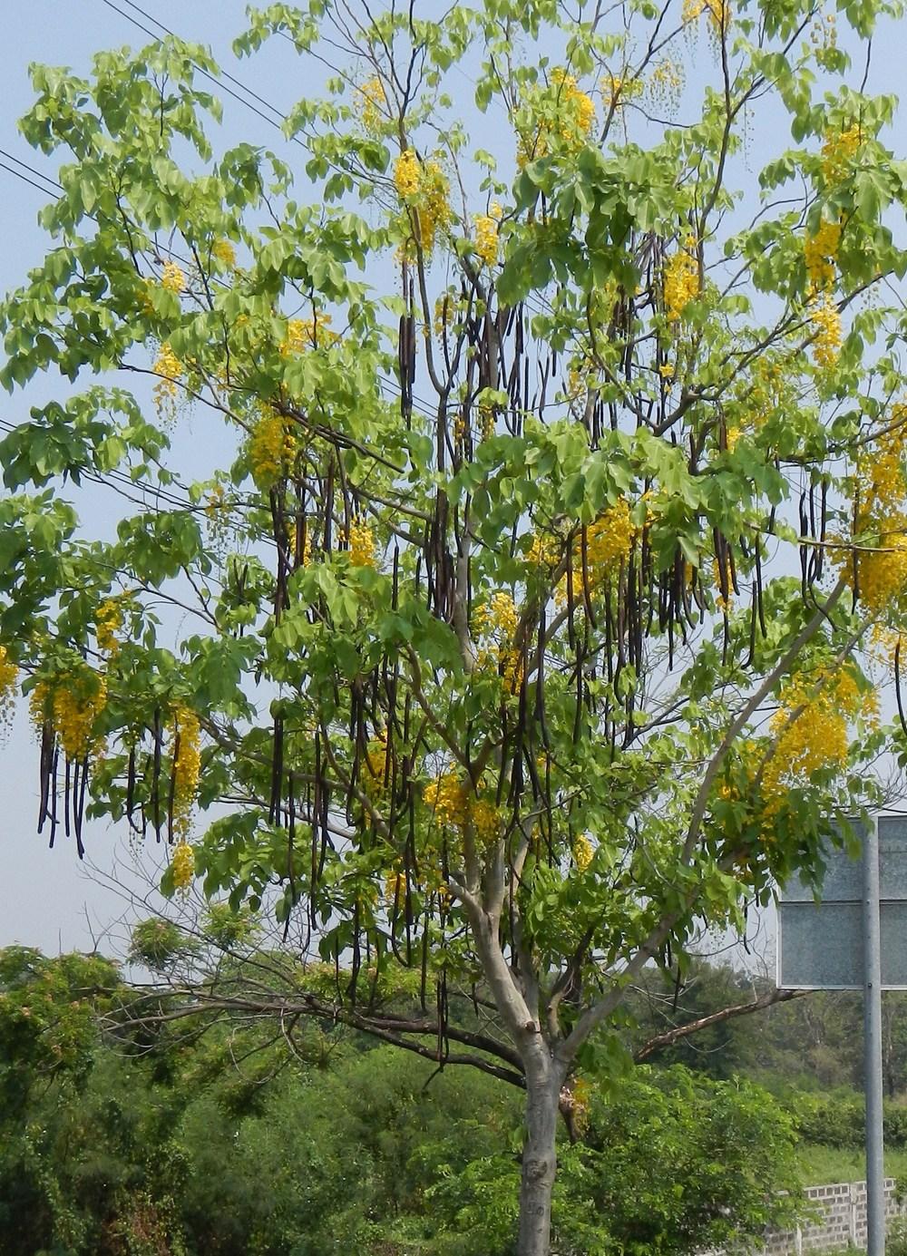 Photo of Golden Shower Tree (Cassia fistula) uploaded by admin