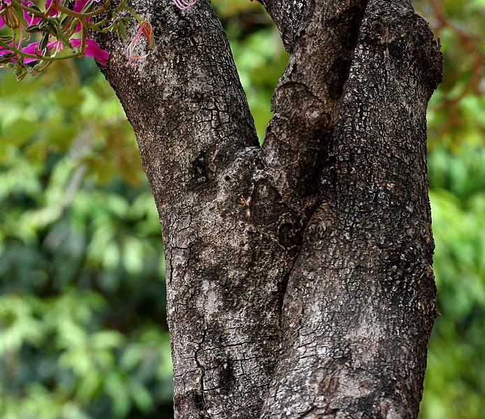 Photo of Orchid Tree (Bauhinia purpurea) uploaded by admin