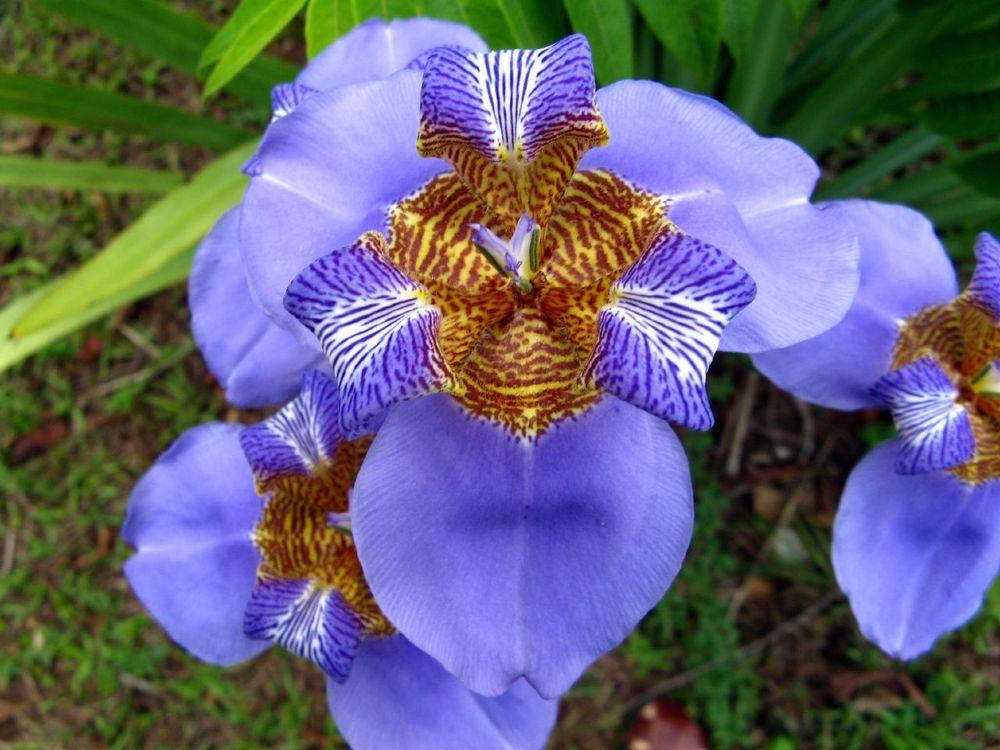 Photo of Walking Iris (Trimezia coerulea) uploaded by admin