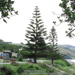 Location: New Zealand
Date: 2012-01-07