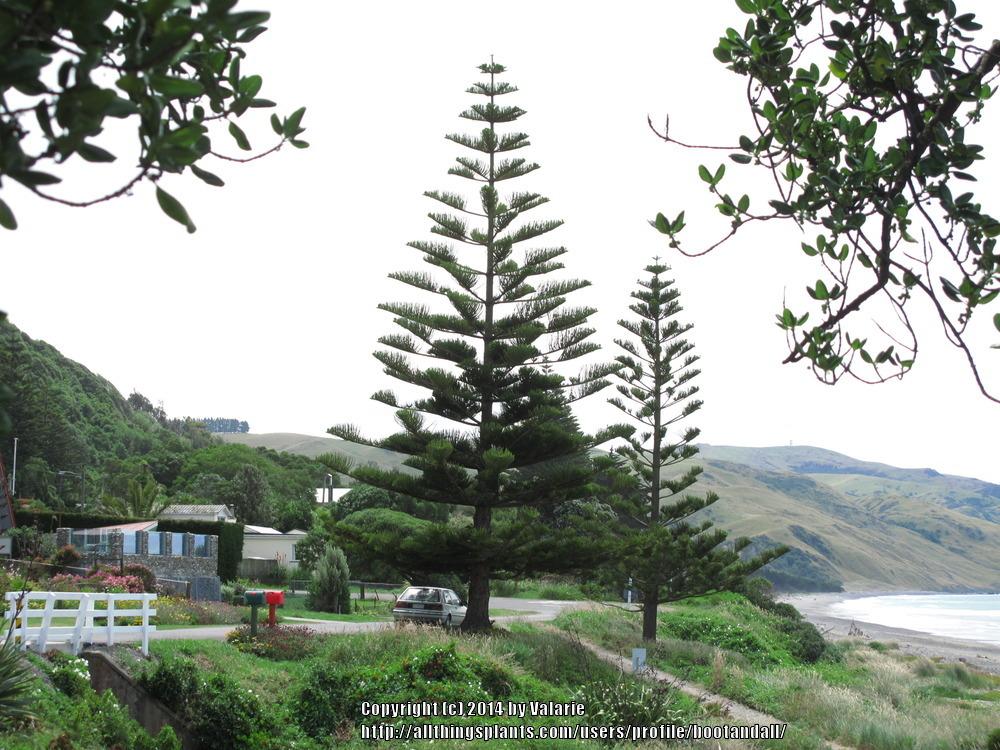 Photo of Norfolk Island Pine (Araucaria heterophylla) uploaded by bootandall