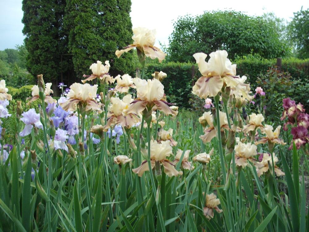 Photo of Tall Bearded Iris (Iris 'Thornbird') uploaded by pasla3