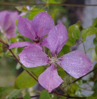 Photo of Clematis (Clematis viticella 'Margaret Hunt') uploaded by Calif_Sue
