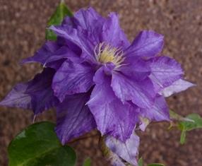 Photo of Clematis 'Hikarugenji' uploaded by Calif_Sue