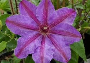 Photo of Clematis 'Horn of Plenty' uploaded by Calif_Sue
