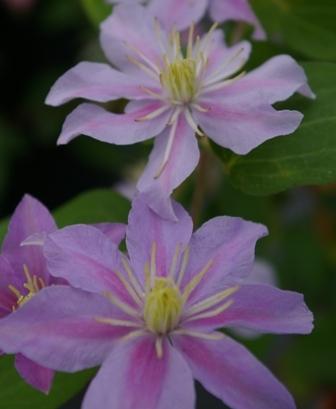 Photo of Clematis (Clematis viticella 'Justa') uploaded by Calif_Sue