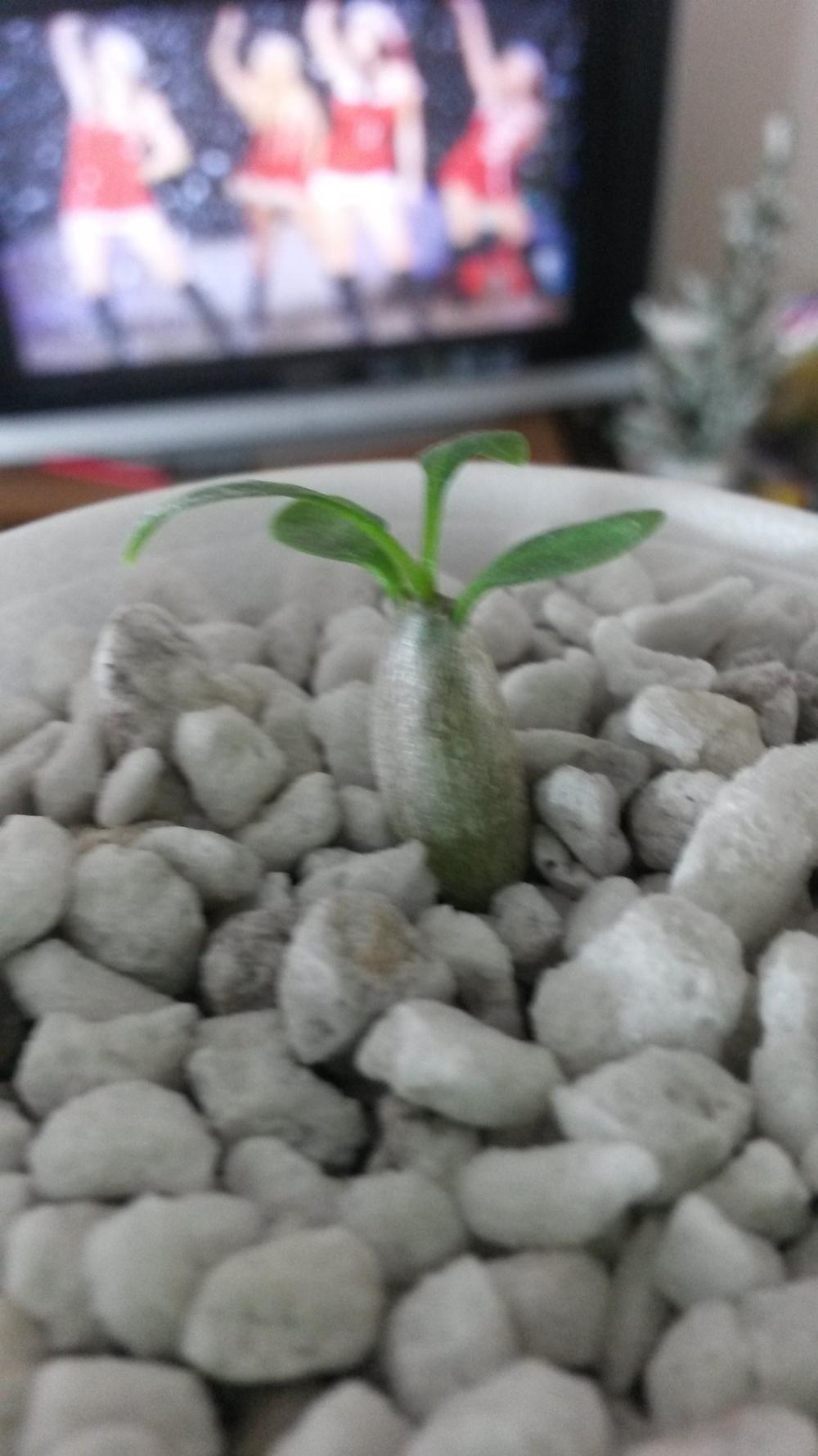 Photo of Pachypodium (Pachypodium brevicaule) uploaded by adamgreen