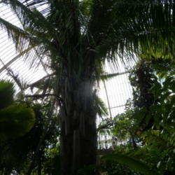 Location: Kew Gardens Palm House
Date: 2012-07-26
Photo courtesy of: deror_avi