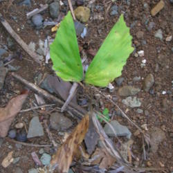 Location: Oahu, Waimanalo
Date: 2006-08-10
Photo courtesy of: Forest & Kim Starr http://www.starrenvironment