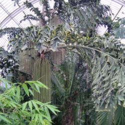 Location: 12 year old 20 metre tall Fish tail palm in the Palm house at Kew gardens
Date: 2009-07-26
Photo courtesy of: WereSpielChequers