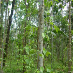 Location: Betel leaf in Jaflong Sylhet Bangladesh
Date: 2007-03-25
Photo courtesy of: Md. Shahnoor Habib