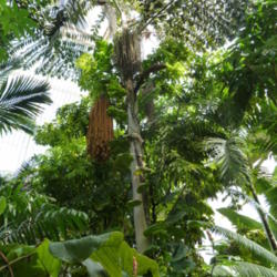Location: Kew Gardens Palm House
Date: 2012-08-17
Photo courtesy of: deror_avi