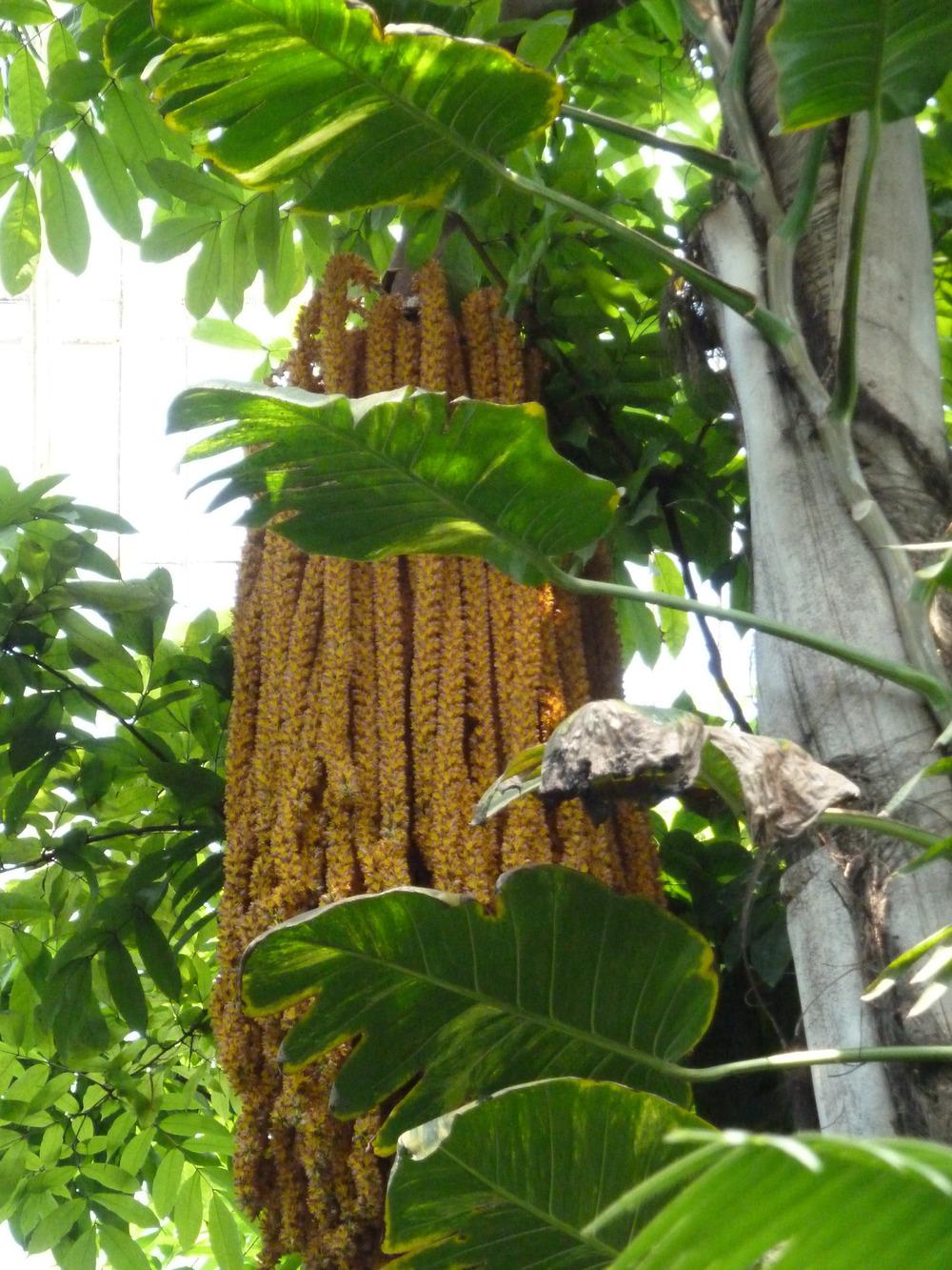 Photo of Giant Fishtail Palm (Caryota rumphiana) uploaded by admin