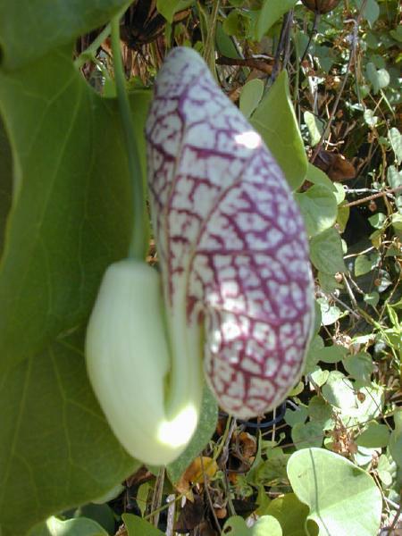 Photo of Calico Flower (Aristolochia elegans) uploaded by admin