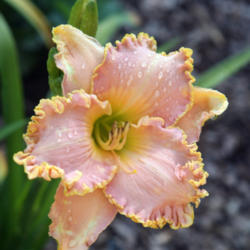 
Date: 2012-11-15
Photo courtesy of Paul Aucoin of Shantih Daylily Gardens.