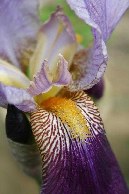 Photo of Tall Bearded Iris (Iris 'Alcazar') uploaded by Calif_Sue