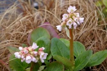 Photo of Bergenia 'Baby Doll' uploaded by Calif_Sue