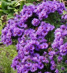 Photo of New England Aster (Symphyotrichum novae-angliae 'Purple Dome') uploaded by Calif_Sue