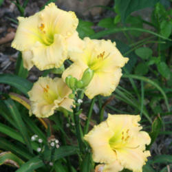 
Date: 2012-11-15
Photo courtesy of Paul Aucoin of Shantih Daylily Gardens.