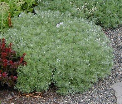 Photo of Silvermound Artemisia (Artemisia schmidtiana 'Silver Mound') uploaded by Calif_Sue