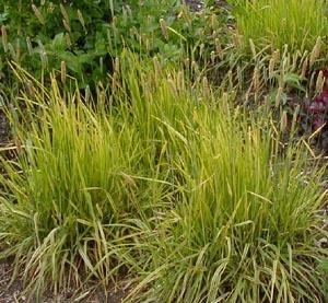 Photo of Gold Foxtail Grass (Alopecurus pratensis 'Aureus') uploaded by Calif_Sue