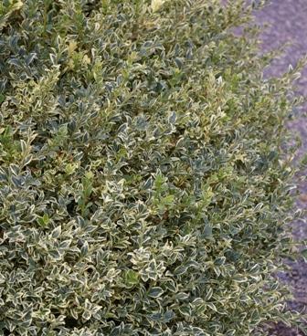 Photo of Variegated Boxwood (Buxus sempervirens 'Variegata') uploaded by Calif_Sue