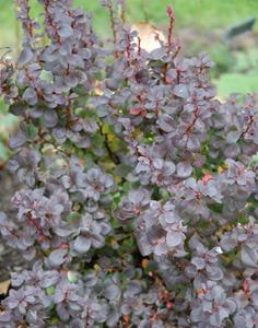 Photo of Japanese Barberry (Berberis thunbergii 'Concorde') uploaded by Calif_Sue