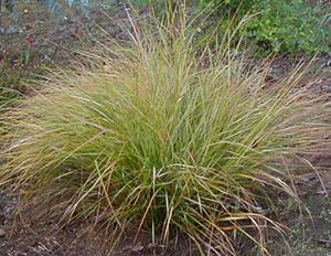 Photo of New Zealand Wind Grass (Anemanthele lessoniana) uploaded by Calif_Sue